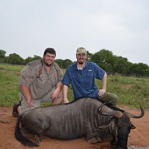 South Africa Hunt Blue Wildebeest