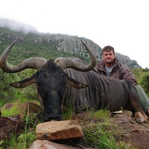 Hunting Blue Wildebeest South Africa