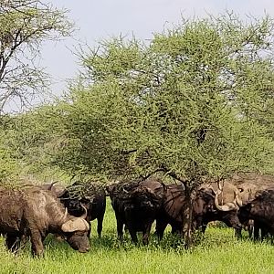 Herd of Cape Buffalo South Africa