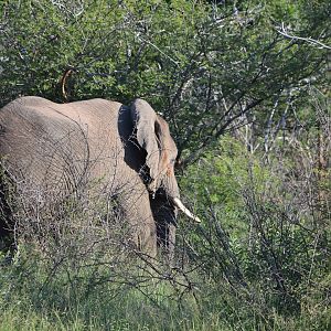 Elephant South Africa