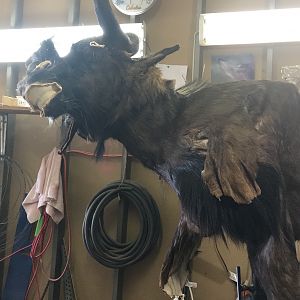 Black Wildebeest Shoulder Mount Taxidermy Progress