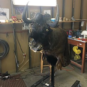 Black Wildebeest Shoulder Mount Taxidermy Progress