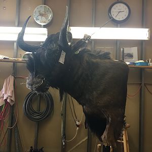 Black Wildebeest Shoulder Mount Taxidermy Progress