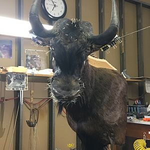 Black Wildebeest Shoulder Mount Taxidermy Progress