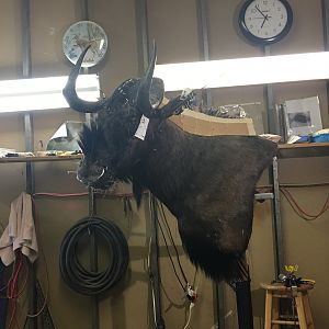 Black Wildebeest Shoulder Mount Taxidermy Progress