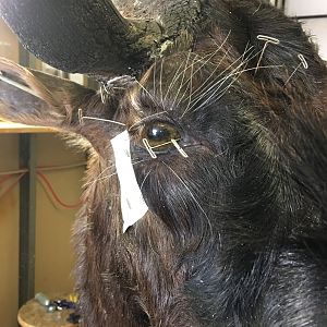 Black Wildebeest Shoulder Mount Taxidermy Progress