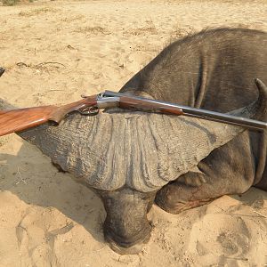 Cape Buffalo Hunt in Tanzania