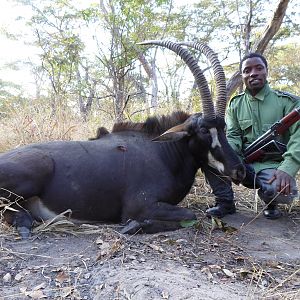 Tanzania Hunting Sable Antelope