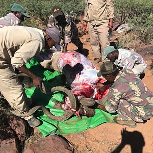 Kudu Hunt Namibia