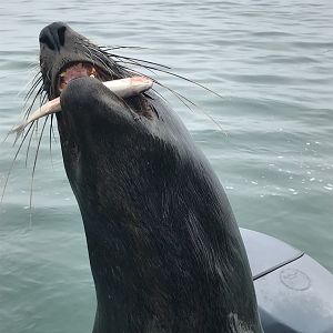 Seal Namibia