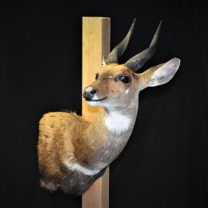 Bushbuck Shoulder Mount Taxidermy