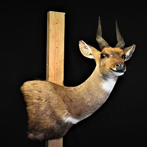 Bushbuck Shoulder Mount Taxidermy