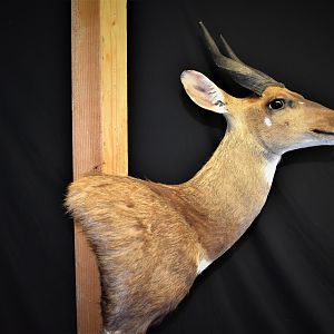 Bushbuck Shoulder Mount Taxidermy