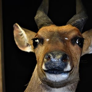 Bushbuck Shoulder Mount Taxidermy