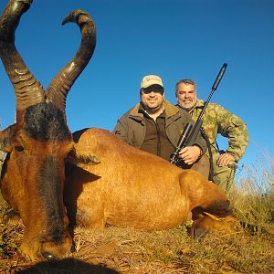 South Africa Hunt Red Hartebeest