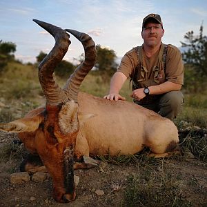 Hunting Red Hartebeest South Africa