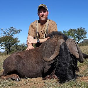 Black Wildebeest Hunting in South Africa