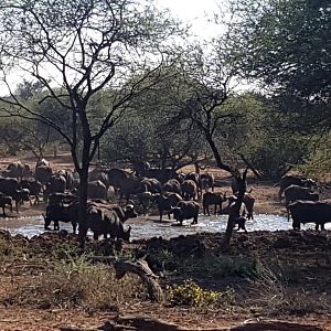 Herd of Cape Buffalo at the water