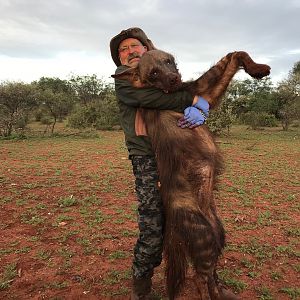 Brown Hyena Hunt in South Africa