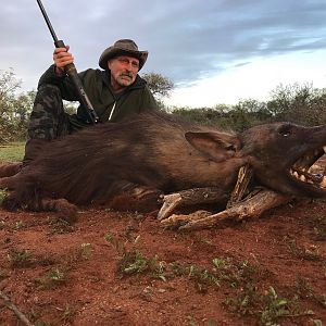 Brown Hyena Hunting in South Africa