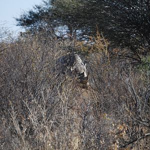 Black Rhino Bull Namibia