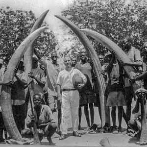 Elephant Tusks & Rhino Horns