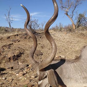 Hunting Kudu Namibia