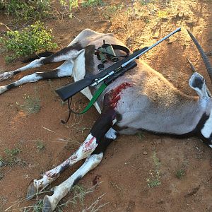 Gemsbok Hunting in South Africa