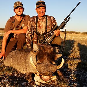 Namibia Hunting Warthog