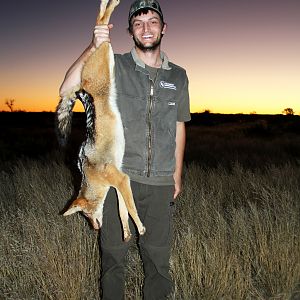 Namibia Hunt Jackal