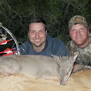 Bow Hunt Blue Duiker South Africa