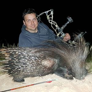 Bow Hunting African Porcupine South Africa