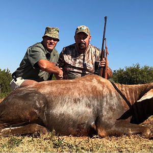 Hunt Blesbok in South Africa