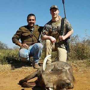 South Africa Hunt Warthog