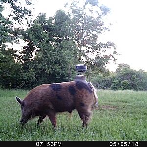 Boar Trail Cam Pictures