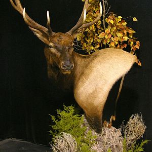 Elk Pedestal Shoulder Mount