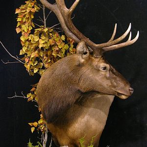 Elk Pedestal Shoulder Mount