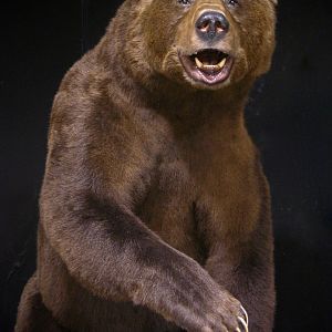 10 Footer Brown Bear Full Mount Taxidermy