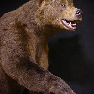 10 Footer Brown Bear Full Mount Taxidermy