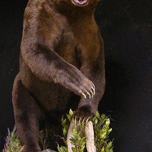 10 Footer Brown Bear Full Mount Taxidermy