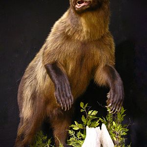 8 Footer Brown Bear Full Mount Taxidermy