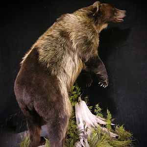 8 Footer Brown Bear Full Mount Taxidermy