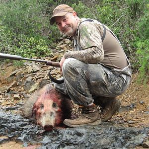 Hunt Bushpig in South Africa