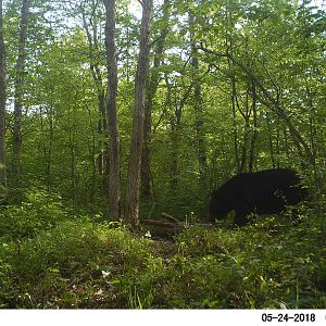 Wisconsin Bears Trail Cam Pictures