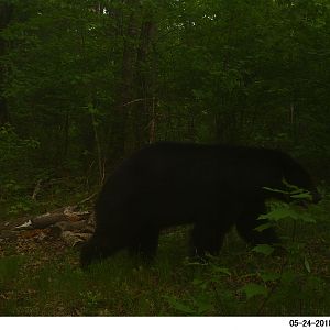 Wisconsin Bears Trail Cam Pictures