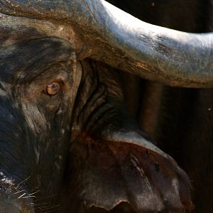 Cape Buffalo South Africa