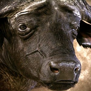 Cape Buffalo Shoulder Mount Taxidermy