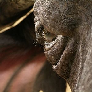 Cape Buffalo Shoulder Mount Taxidermy