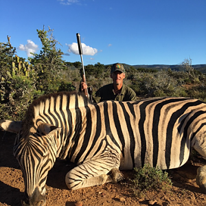 Hunt Burchell's Plain Zebra in South Africa