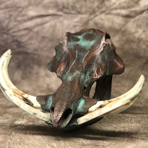 Copper Clad Warthog Skull